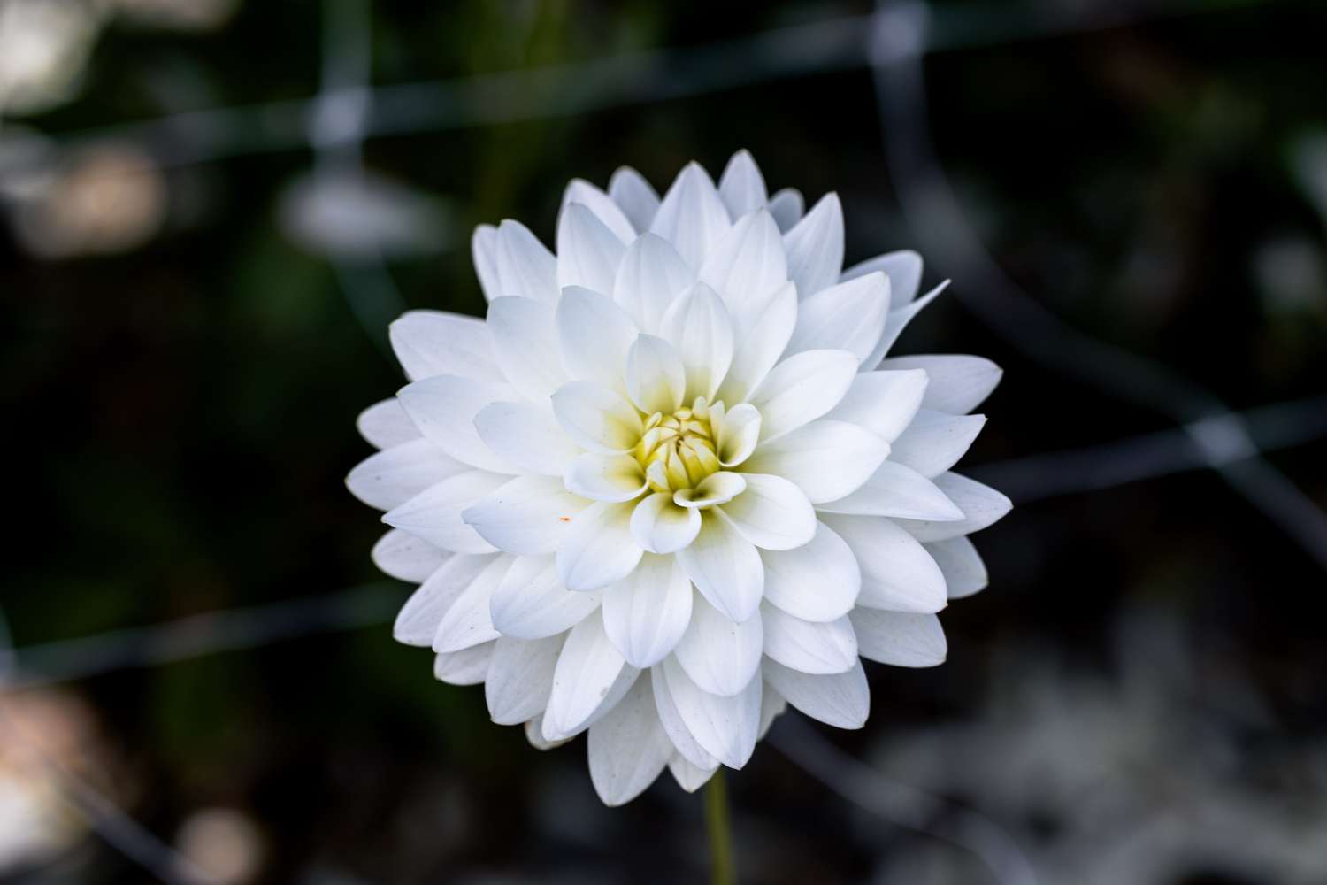 Dahlia 'Karma Maarten Zwaan'